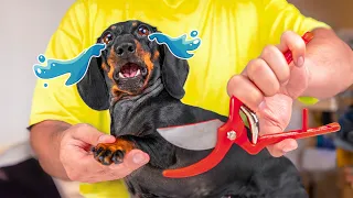 Dog's Struggle With Nails Trimming! Cute & Funny Dachshund Video!