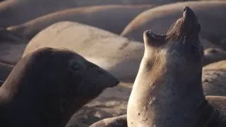 Into the Deep with Elephant Seals - KQED QUEST