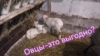 Выгодно ли содержать овец. Жизнь в деревне.