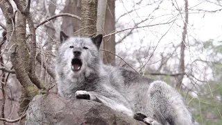 Black Wolf Leads a Chorus of Howls