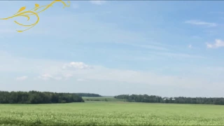 Growing Field Peas - Harvest