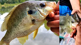 Big Shellcrackers!!! Redear Sunfish Fishing - BATTLE of Two Techniques!