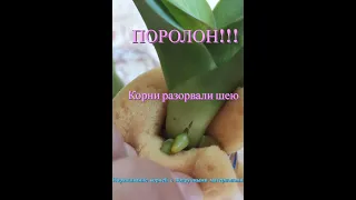 ПОРОЛОН 😳!!! ⚡Корни разорвали⚡ шею у орхидеи. Наращивание корней при помощи подручных материалов.