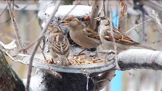 Tit and sparrows at the feeder