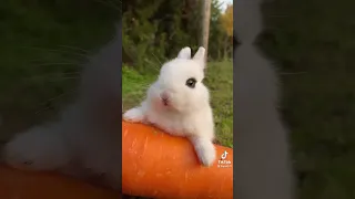 Милотень|кролик кушает морковку.