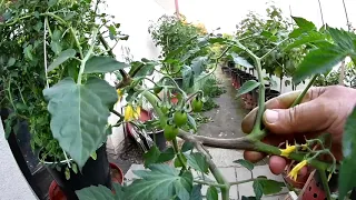 Prořezávání rajčat