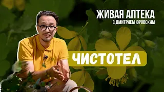 ЧИСТОТЕЛ // О полезных свойствах и правильно применении // Живая аптека