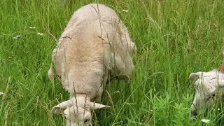 Greg Judy uses sheep on invasive species