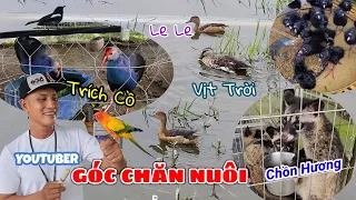 Tham quan trang trại Le Le, Trích Cồ, Chồn Hương của kênh YouTube GÓC CHĂN NUÔI (Bạc Liêu) | DLN 540