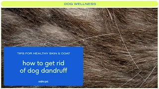 How to Get Rid of Dog Dandruff