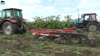 Два МТЗ против борщевика и Кировец К-744 на культивации