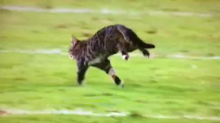 Cat runs on football field Baltimore Ravens Miami Dolphins
