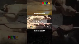 KBYN: Alamin ang breed ng rabbit na maaari ninyong alagaan