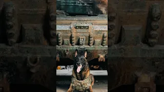 Belgian Malinois are One of the Top Breeds Chosen by Police and Military