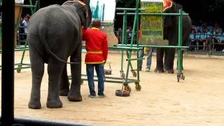 IOI 2011 - The Elephant Show - Drawing