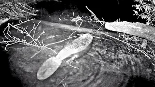 Beaver Dam Trail Cam Footage At New Creek!