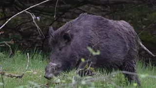 Wild Boars in Park near munich