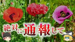 植えたら逮捕…違法植物ケシの危険性について【ゆっくり解説】