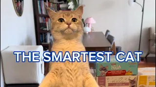 The World’s Smartest Cat