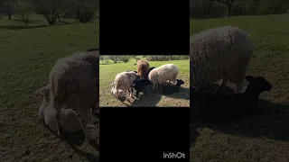 МАЛЕНЬКАЯ 🚜🐾🌻🌾🌞 🐑ОВЦЕ-ФЕРМА🇩🇪