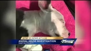 Surrendered puppy dies from head trauma