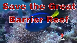 Save the Great Barrier Reef in Australia.