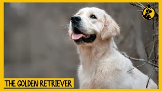 Golden Retriever Dog 101: Everything You Need to Know