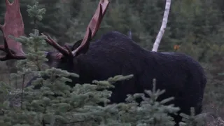 Moose Hunting 2019 /  Chasse Orignal 2019