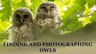 Bird Photography:  2 Days spent FINDING and PHOTOGRAPHING Barred Owls In the Connecticut Forest