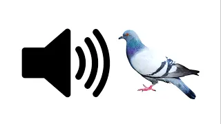 Pigeon - Sound Effect