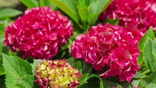 Heart Throb™ Hydrangea - New Release - Southern Living Plant Collection & Sunset Plant Collection