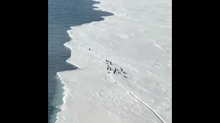 Penguin Almost Separated From Flock When Massive Sheet Of Ice Suddenly Breaks #shorts