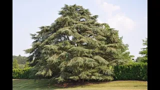 #Кедр #Cedrus #Хвойные растения27 #Conifers27 Декоративные растения