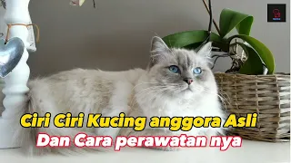 Ciri ciri kucing anggora Asli