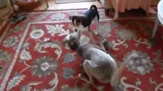 Смешные животные  Cute Animals   Funny Dogs