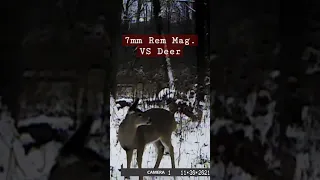 Whitetail Deer kill shot