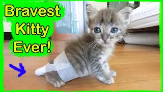 Injured Kitten Rescued with Cat Tail Injury (Cat Injured by Dog)