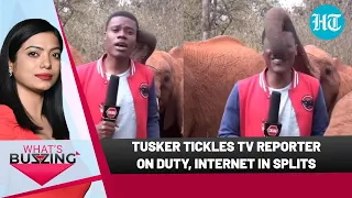 Baby elephant tickles, makes TV journalist burst into laughter during broadcast | WHAT'S BUZZING