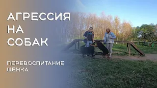 Агрессия на собак.  Дрессировка немецкой овчарки. Как перевоспитать щенка.