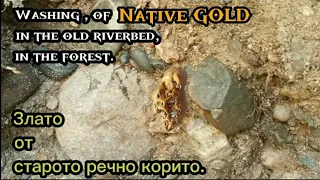 Washing of native gold in the forest, from an old riverbed, in a layer with clay.