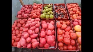 Какие томаты я больше никогда не буду выращивать в теплице? Ольга Чернова.