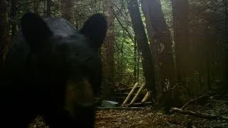 Shotgun Black Bear Hunt
