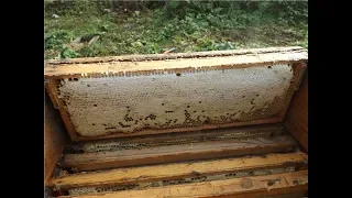 ошибки пчеловода - сборка гнезда на зиму у пчел