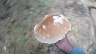 Білі гриби в Карпатах 2017.Белые грибы в Карпатах 2017.White mushrooms in the Carpathians, 2017.