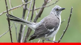 12 Birds That Sing At Night 🛋️