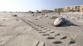 Red Tide Causing Concern In Florida's Gulf Coast