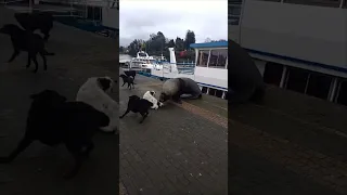 Giant Sea Lion Nibbles a Dog as a Group Barks at It