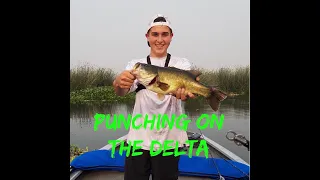 Punching On The C.A. Delta! The Bass Were In The Grass! I caught a nice one!