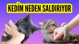 KEDİM NEDEN BANA SALDIRIYOR ? #kedisaldırısı #kedi