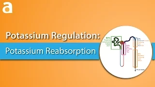 Potassium Regulation: Potassium Reabsorption